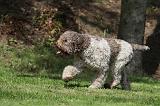 LAGOTTO 028